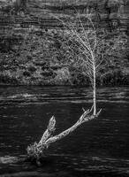 Life Rising