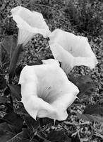 Moon Flower