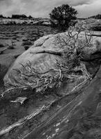 Boneyard