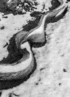Serpent