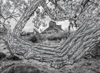 Bowing to the Bough