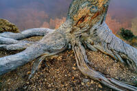 BristleCone at Bryce