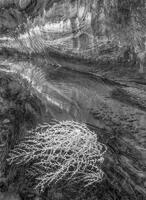 Desert Lace