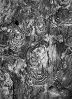 Stone Scream