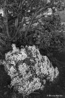 Star Bush