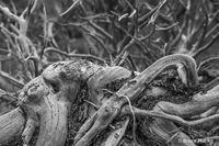 Root Work