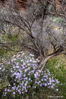 Roadside Boquet i