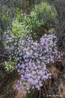 Roadside Boquet ii