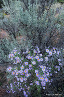 Roadside Boquet iii