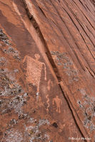Lichens Attract
