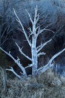 Shade Tree - Homestead