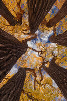 Bough Theory