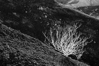 Burning Bush