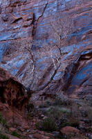Canyon Blue