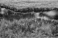 Cattail Chorus