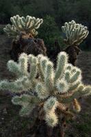 Cholla Trio