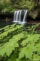 Butte Creek Falls 1