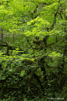 So Much Green