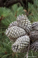 Cones