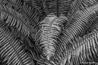 One Way Fern