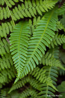 Fern Friends 1