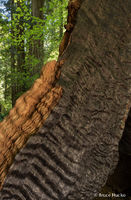 Tree View