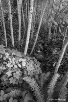 Hidden Water BW
