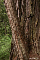 Trees on Trail
