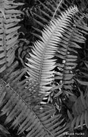 Fern Friends 4
