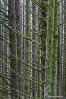 Forest Depth