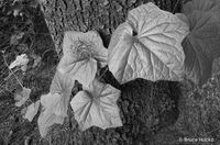 Around We Go! BW
