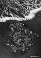 Primordial Kiss 1
