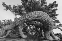 Slinky Tree 1