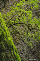 Green Edge