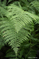Fern Friends 5