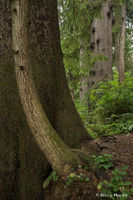 Tree Pals 2
