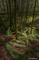Forest Deep