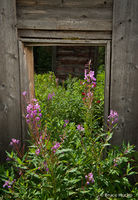 Door and Flowers