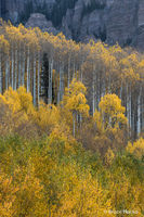Lone Pine
