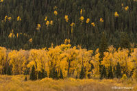 Errant Yellow