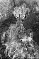 Picasso's Mother
