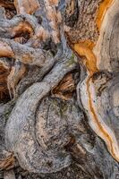 Entangled