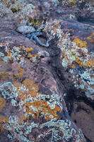 Lichen Explosion