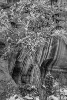 Long Canyon Snow