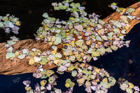 Thinking on Monet