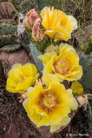 the Bloom!