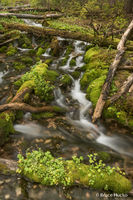 Burro Pass Trail 1