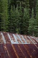 Ouray, Trees and Roof