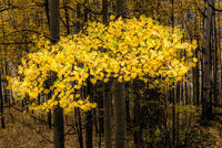 Floating Yellow