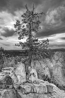 Rooted